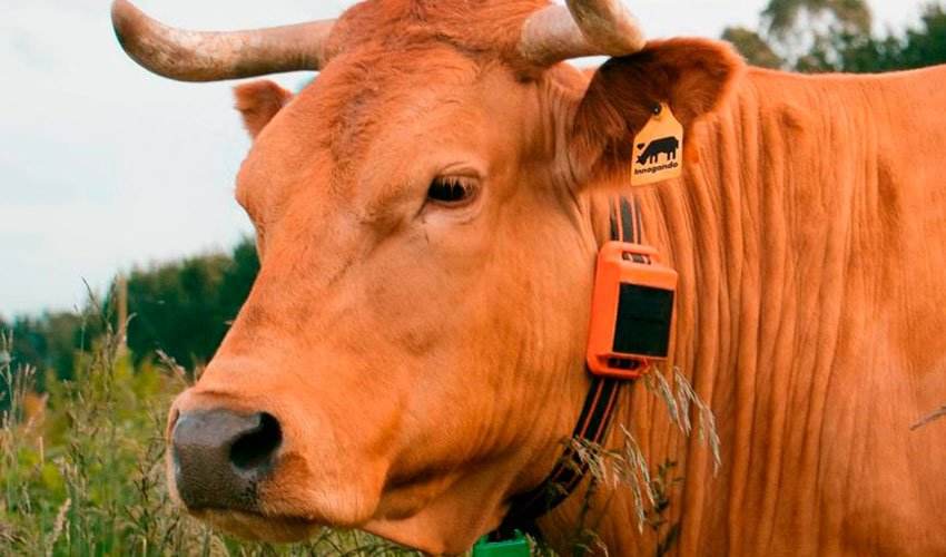 La geolocalització, eina per garantir la continuïtat de la ramaderia extensiva