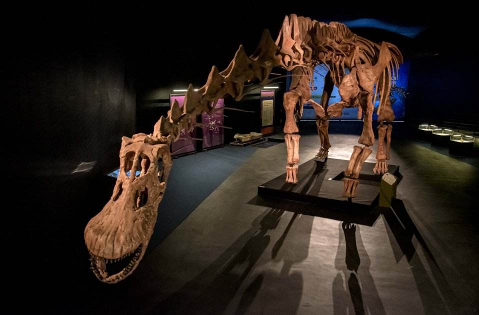 Dinosaures de la Patagònia / Fundació Dinosaures de la Patagònia / Fundació
