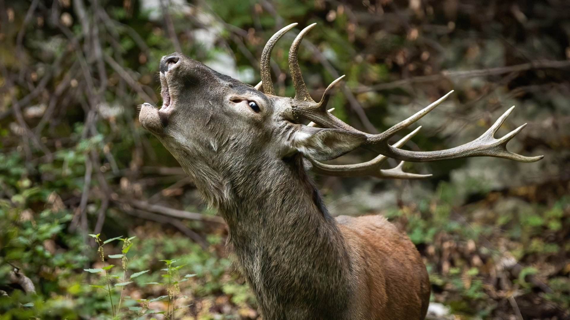El espectáculo más alucinante de los Pirineos ya está aquí: por qué no te puedes perder la berrea del ciervo