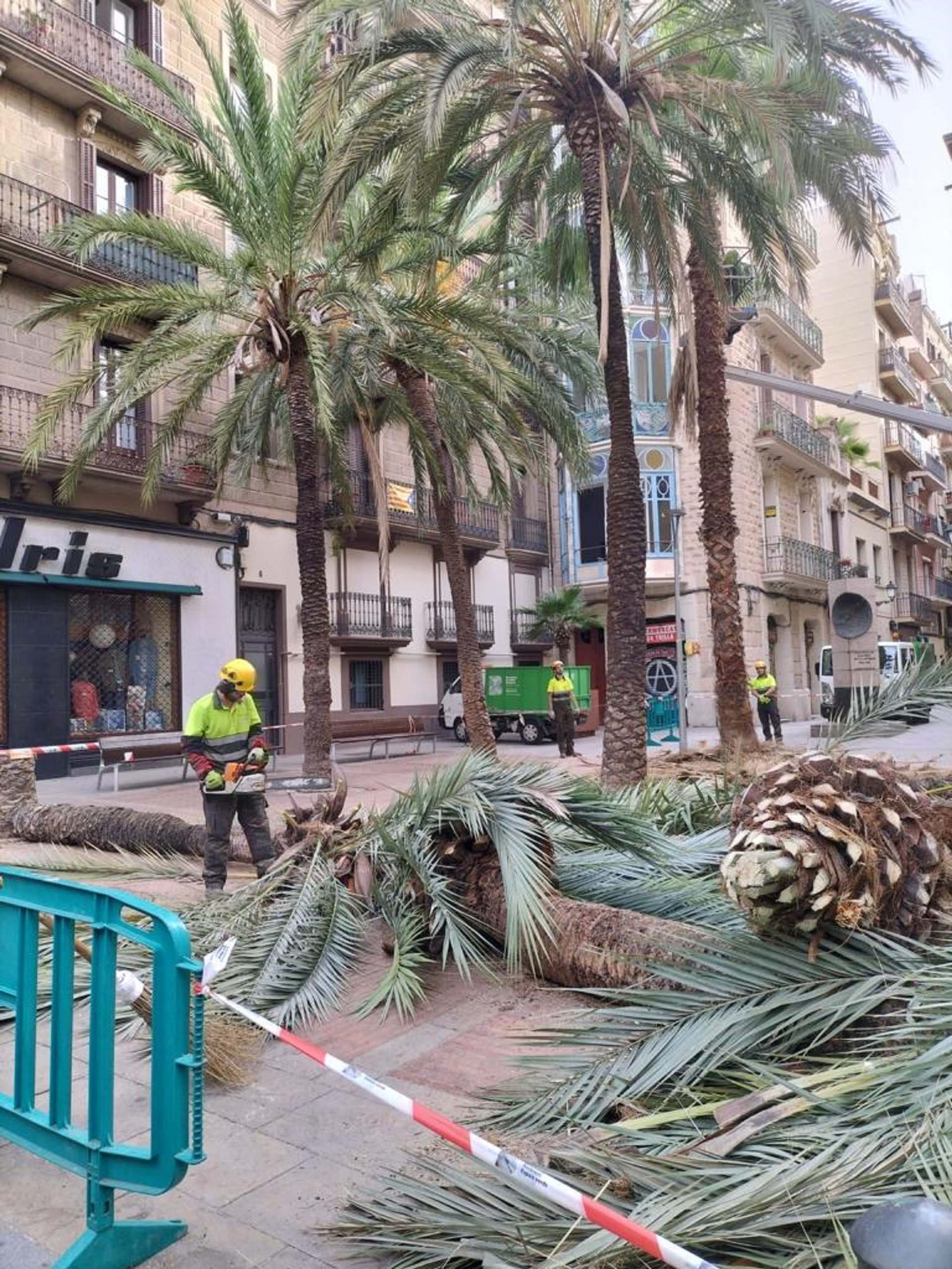 Barcelona talará las palmeras datileras de más de 10 metros después del accidente mortal del Raval