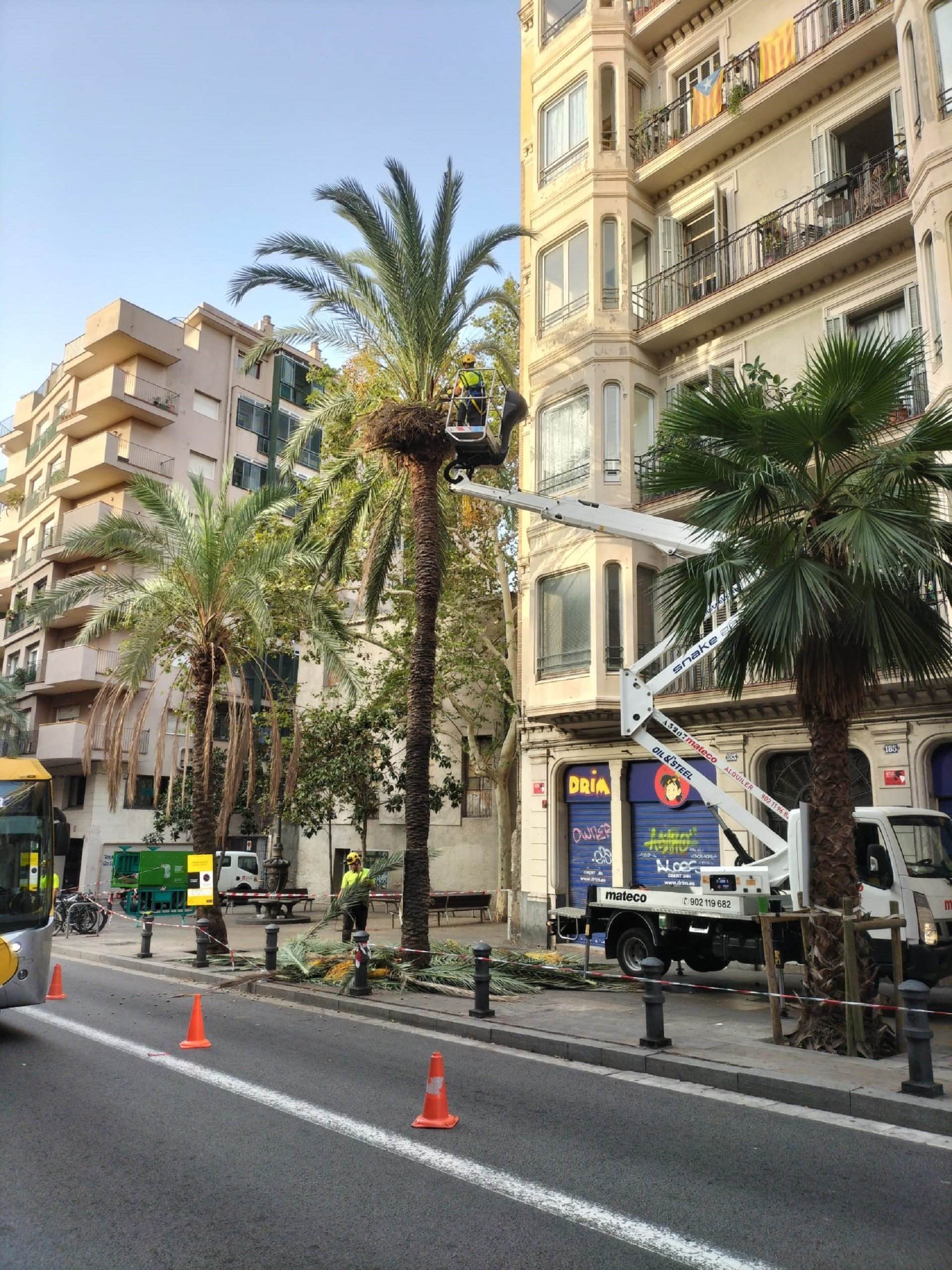 palmera datilera barcelona