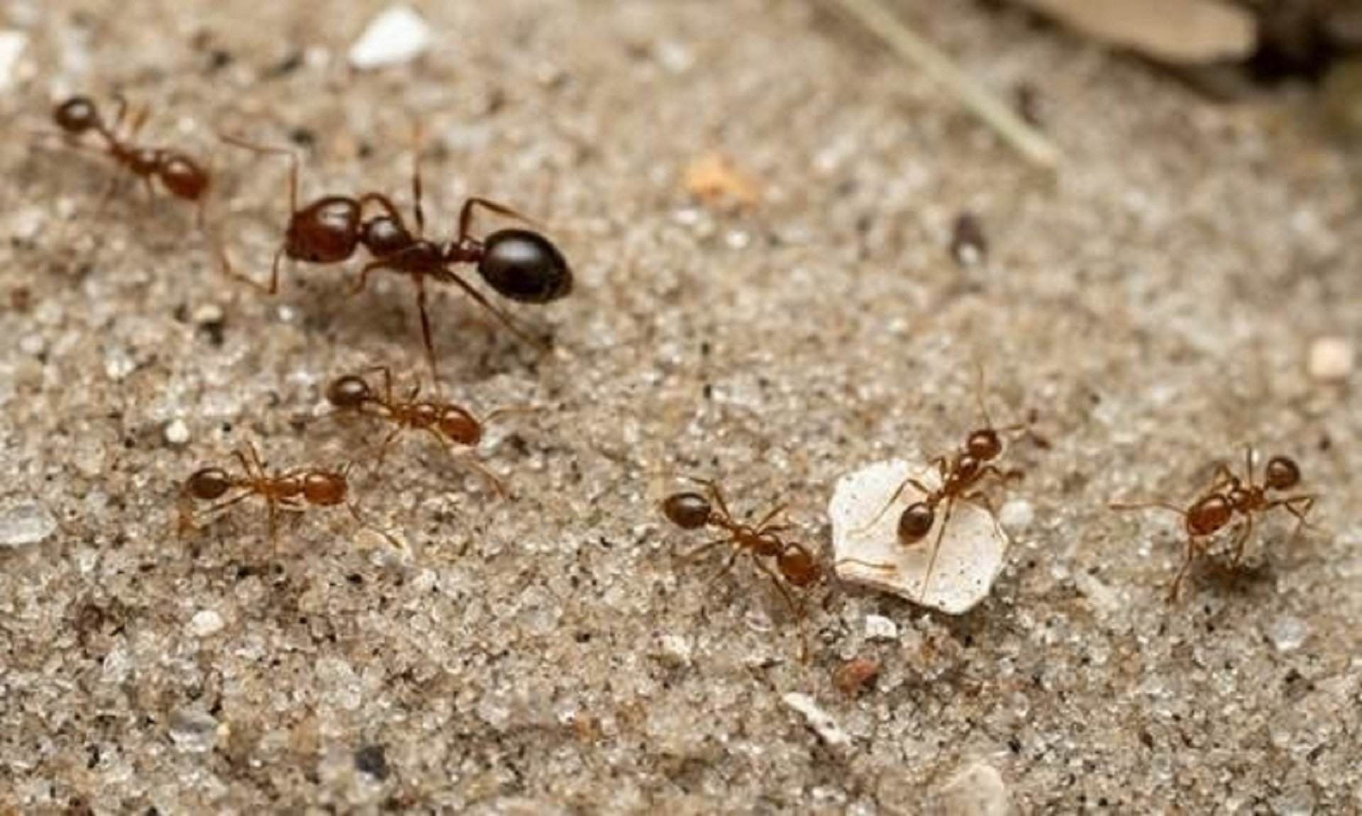 Científicos catalanes encuentran hormigas rojas de fuego en Europa, y podrían llegar a España