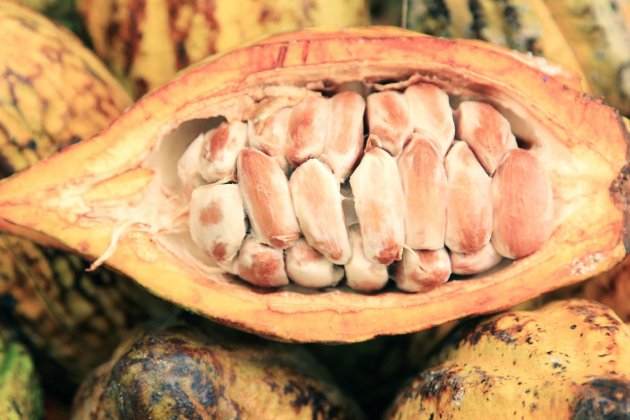 dia internacional de la xocolata cacau dia internacional de la xocolata cacau