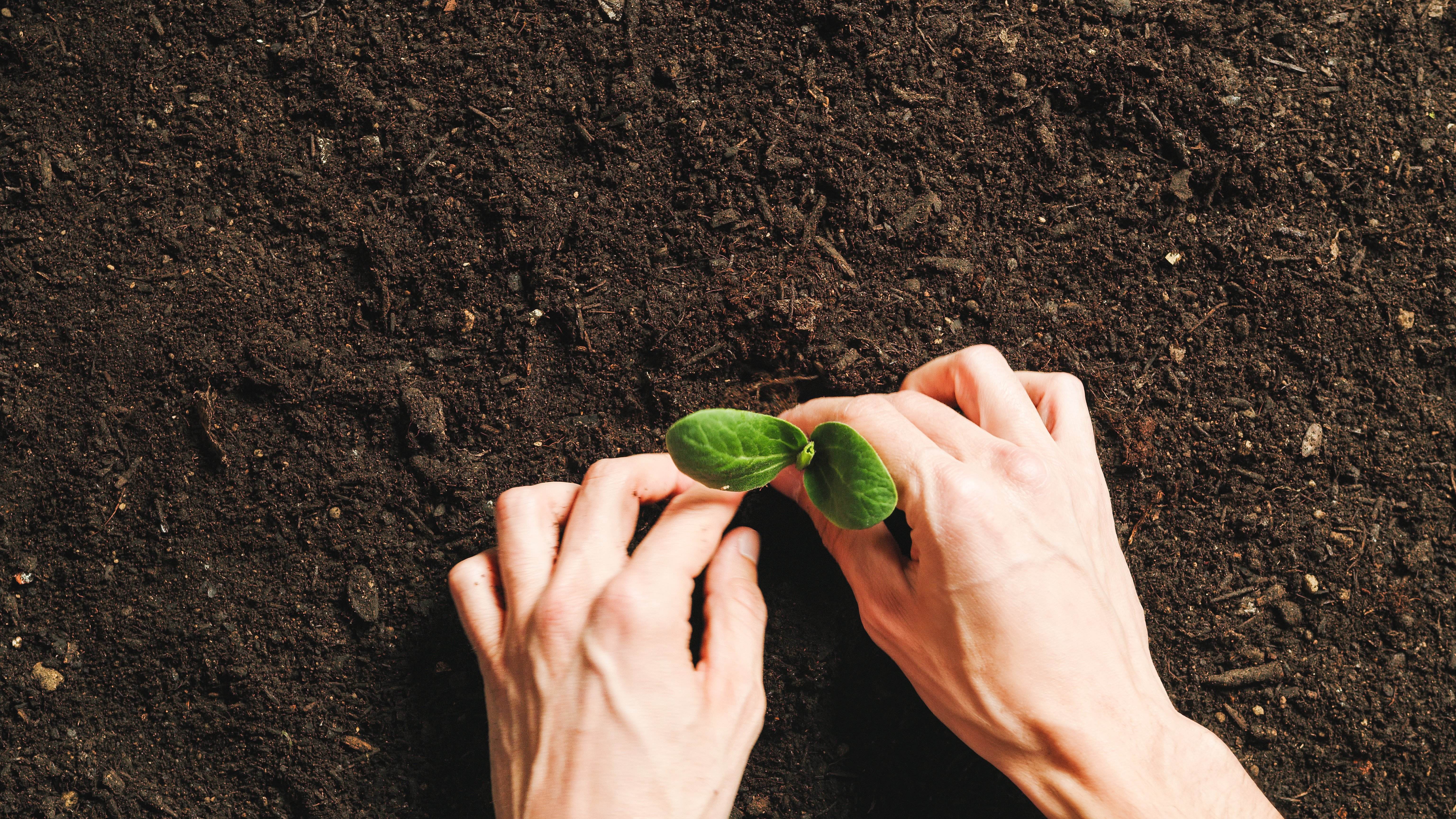 Cómo plantar espinacas en septiembre para reforzar tus defensas este invierno