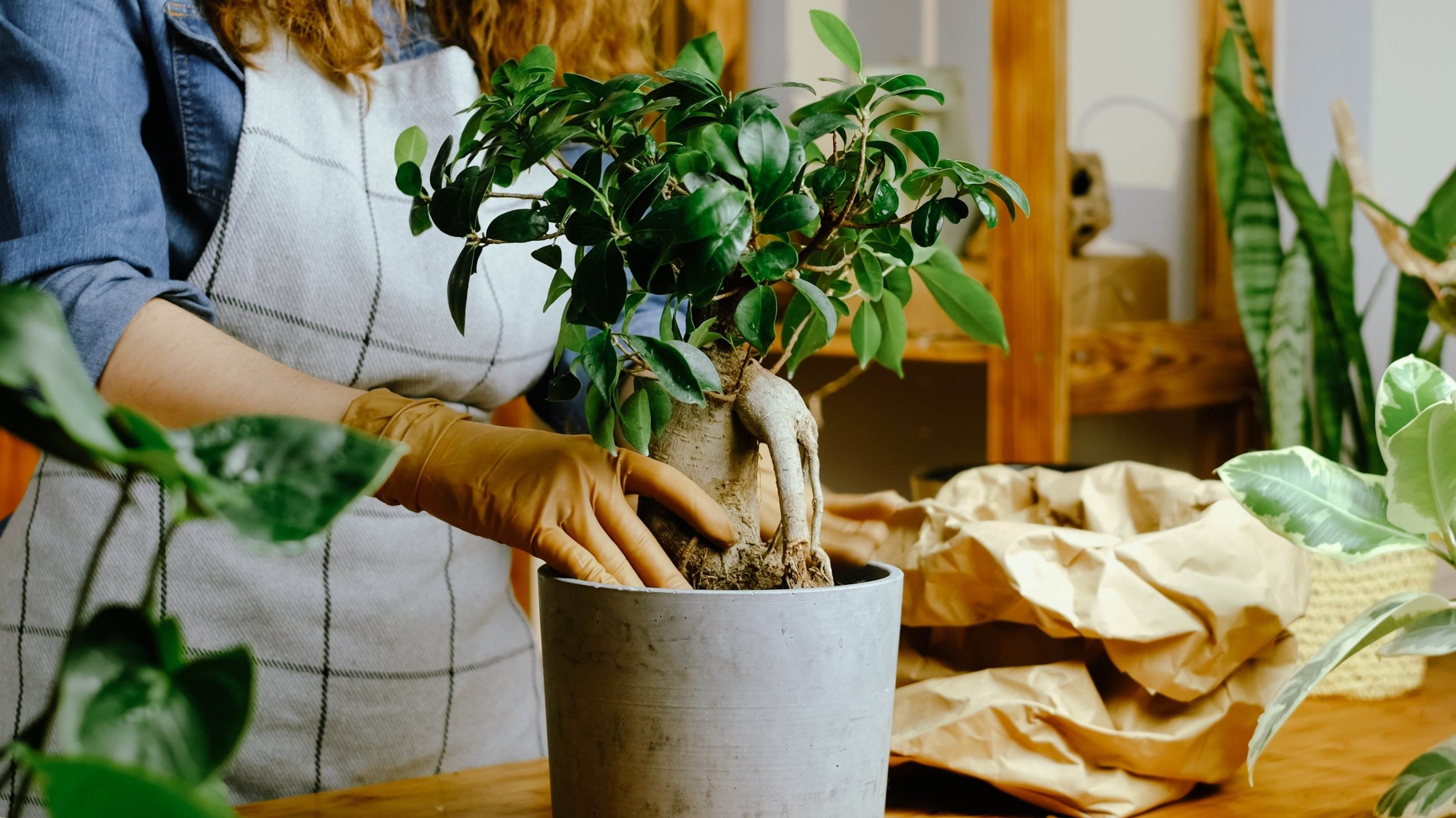 El bonsái de ficus: todo lo que necesitas saber para cuidarlo bien