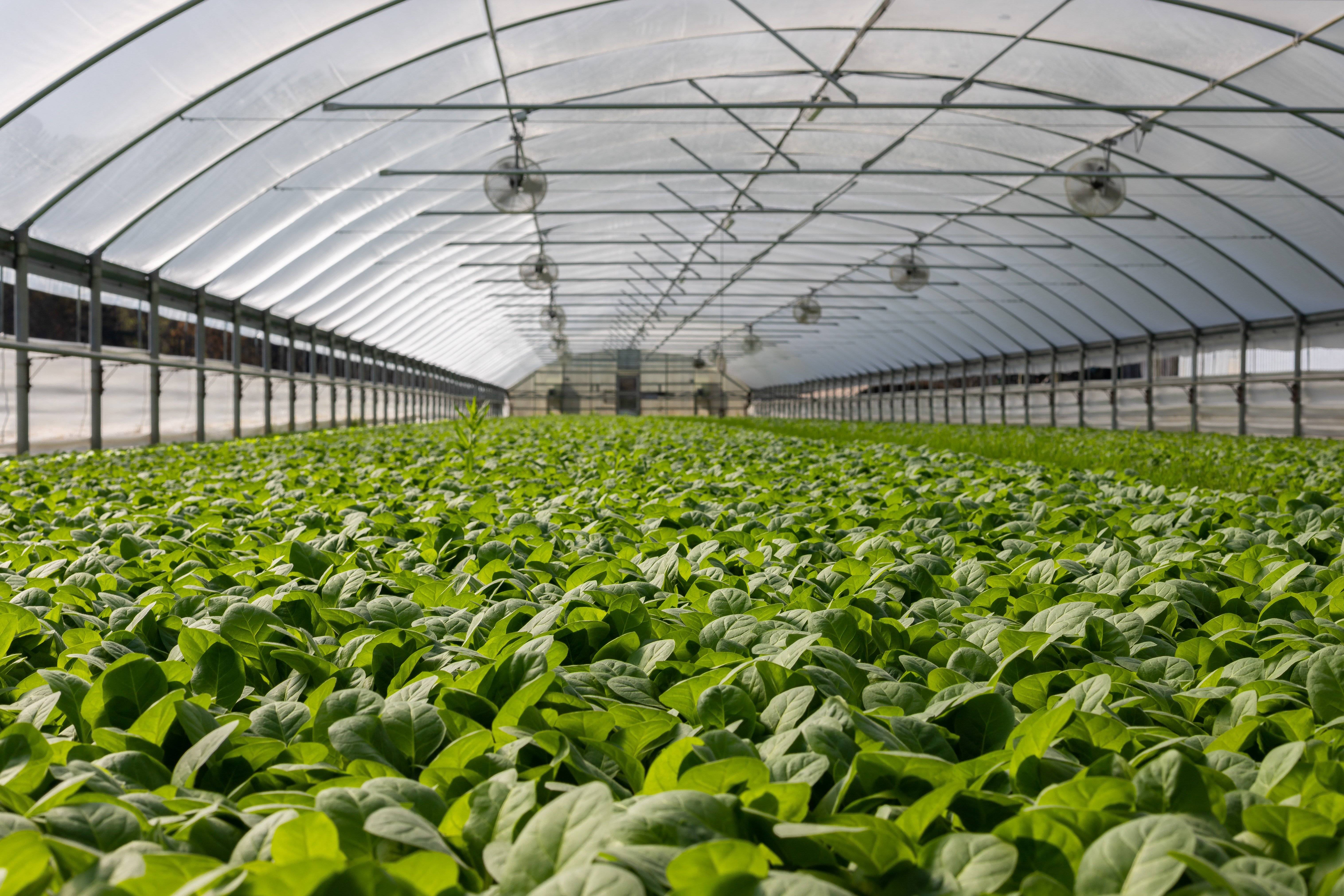 Cinven i Label Investments venen Planasa a EW Group