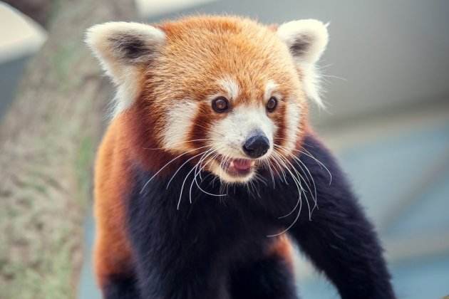 dia internacional del panda vermell 2