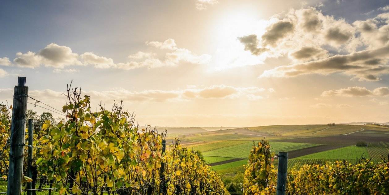 viñas / Pexels viñas / Pexels