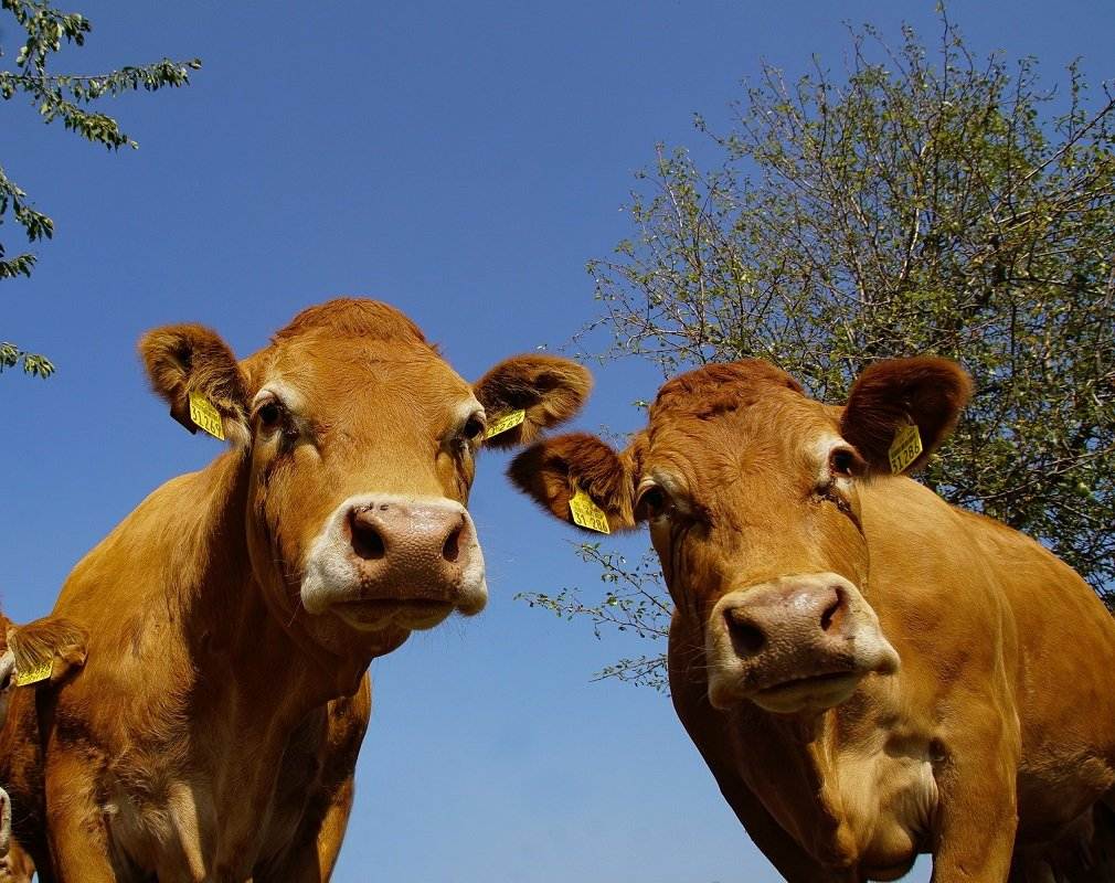 De momento, la Comisión Europea no obligará a identificar el ganado bovino con dispositivos electrónicos