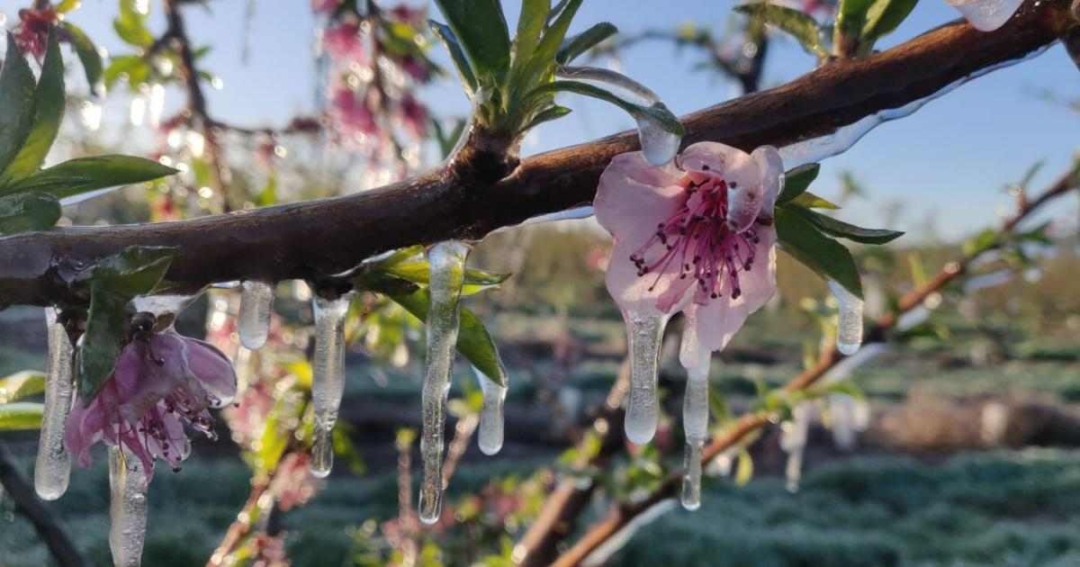 Els agricultors de la Vall de l'Ebre volen poder assegurar el 100% de la collita de fruita