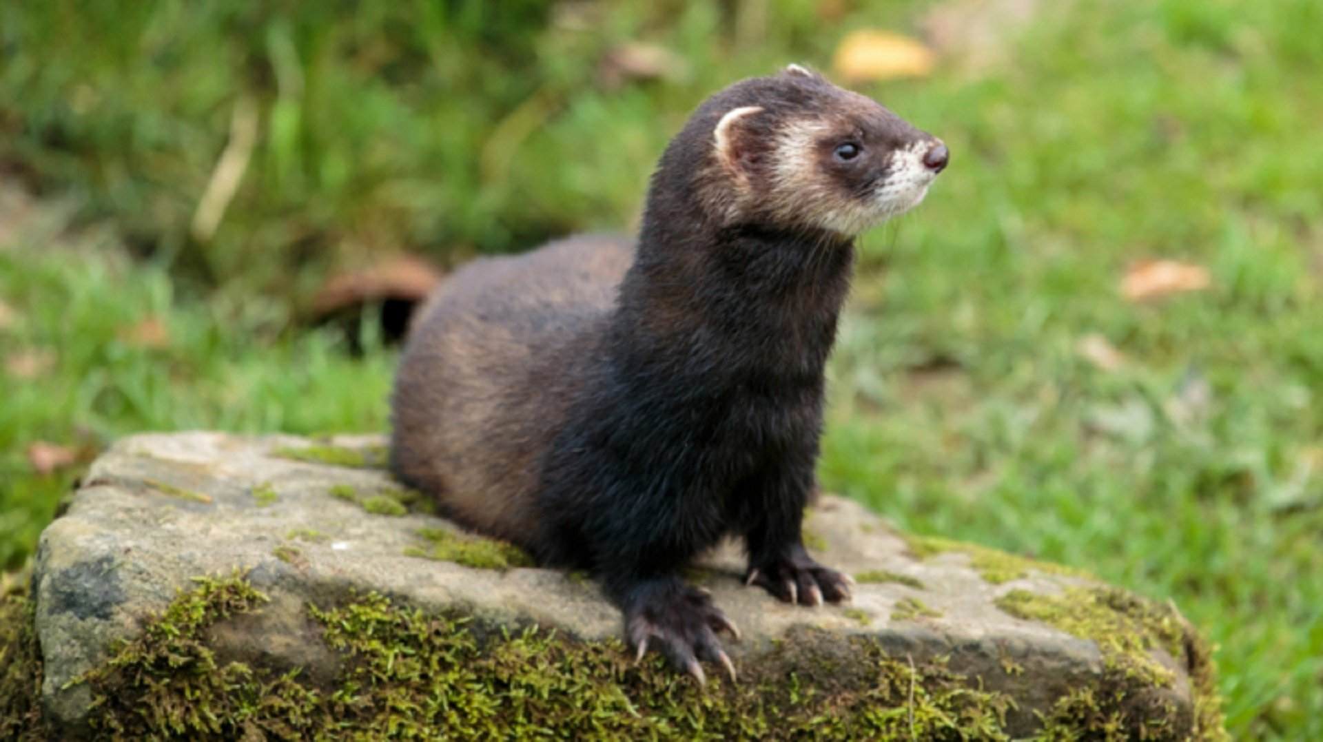 Detectan la presencia de un turón europeo en la Vall d'Aran por primera vez en más de 50 años