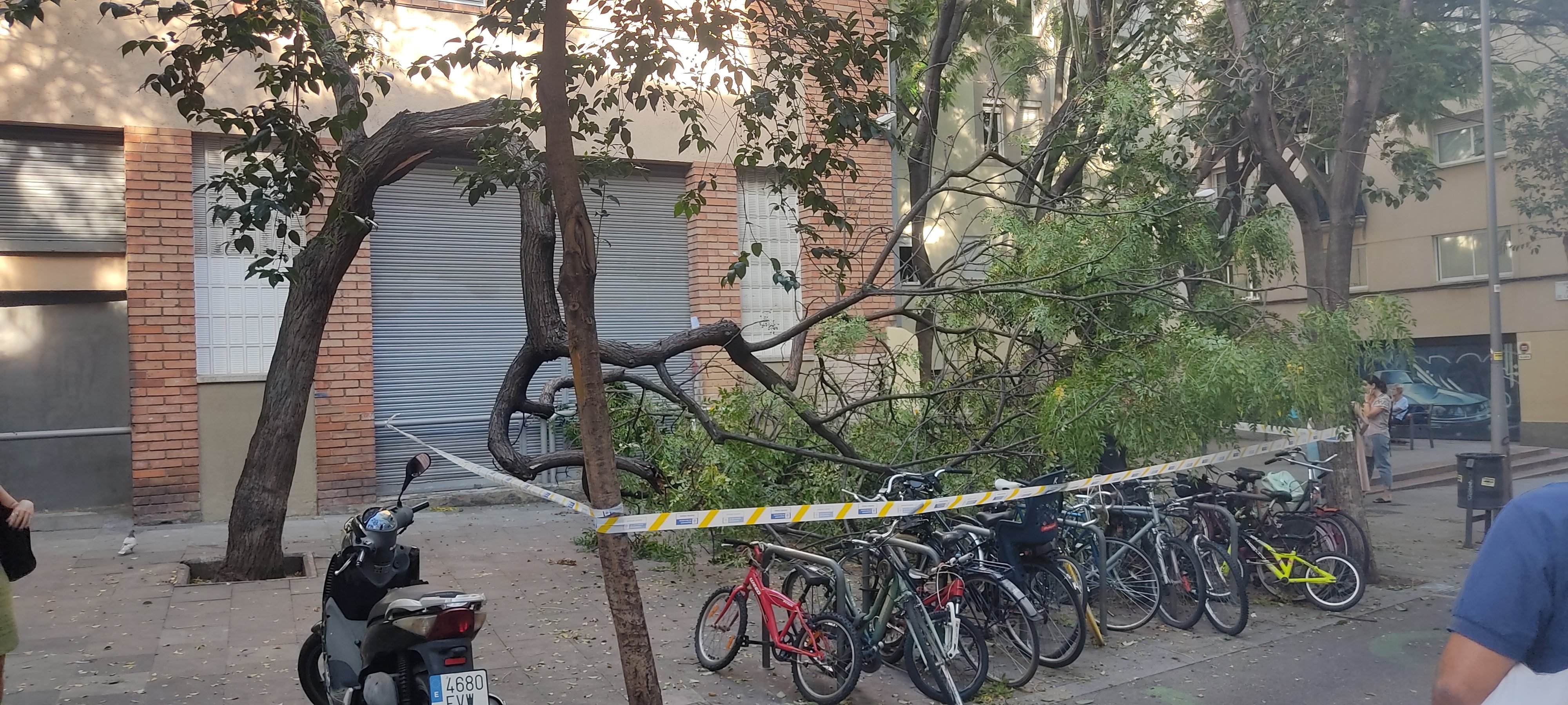 Cau un arbre de grans dimensions davant una escola al barri de Gràcia