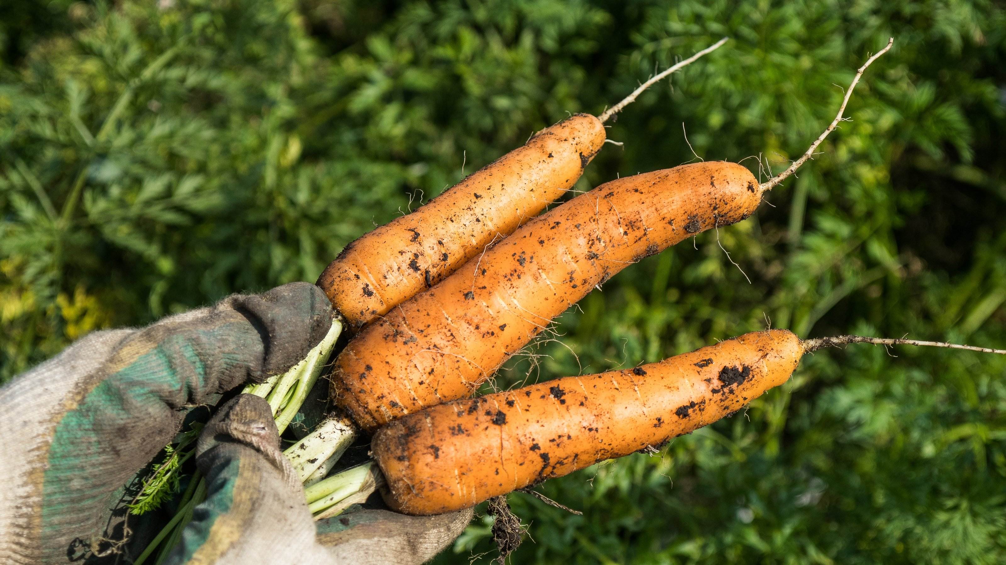 Cómo plantar zanahorias en huerto o en macetas y tener una buena cosecha