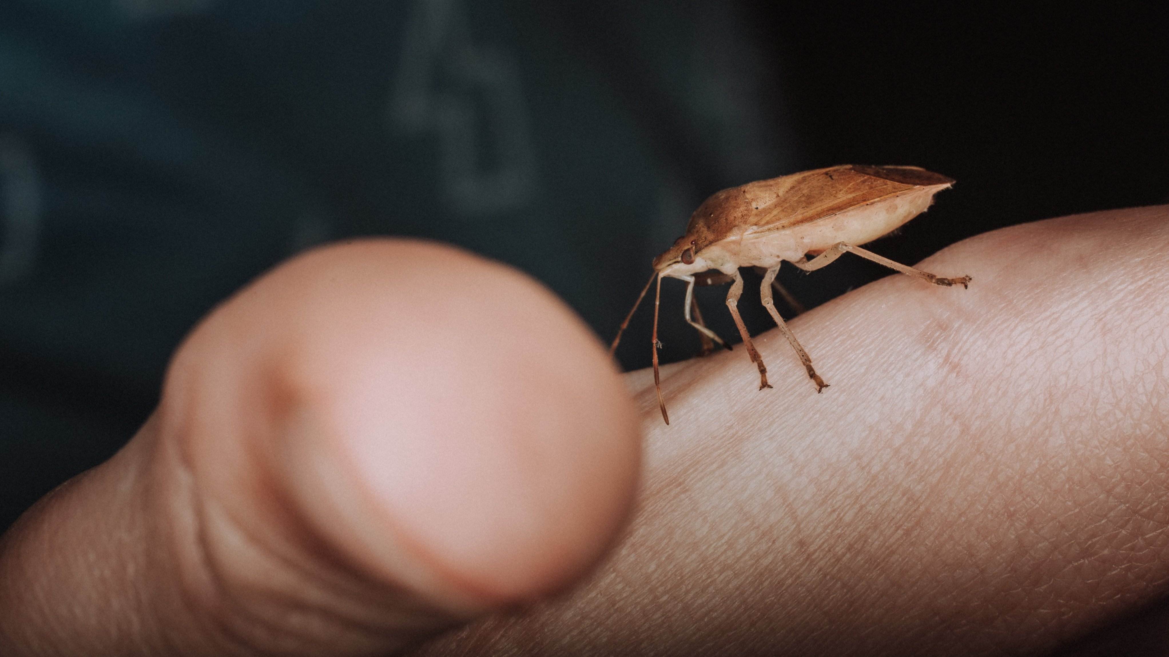 Assegura't que no hi ha una sola xinxa a casa teva amb aquestes plantes repel·lents