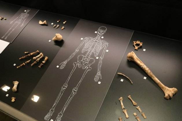 restes neandertal cova simanya foto guillem roset acn