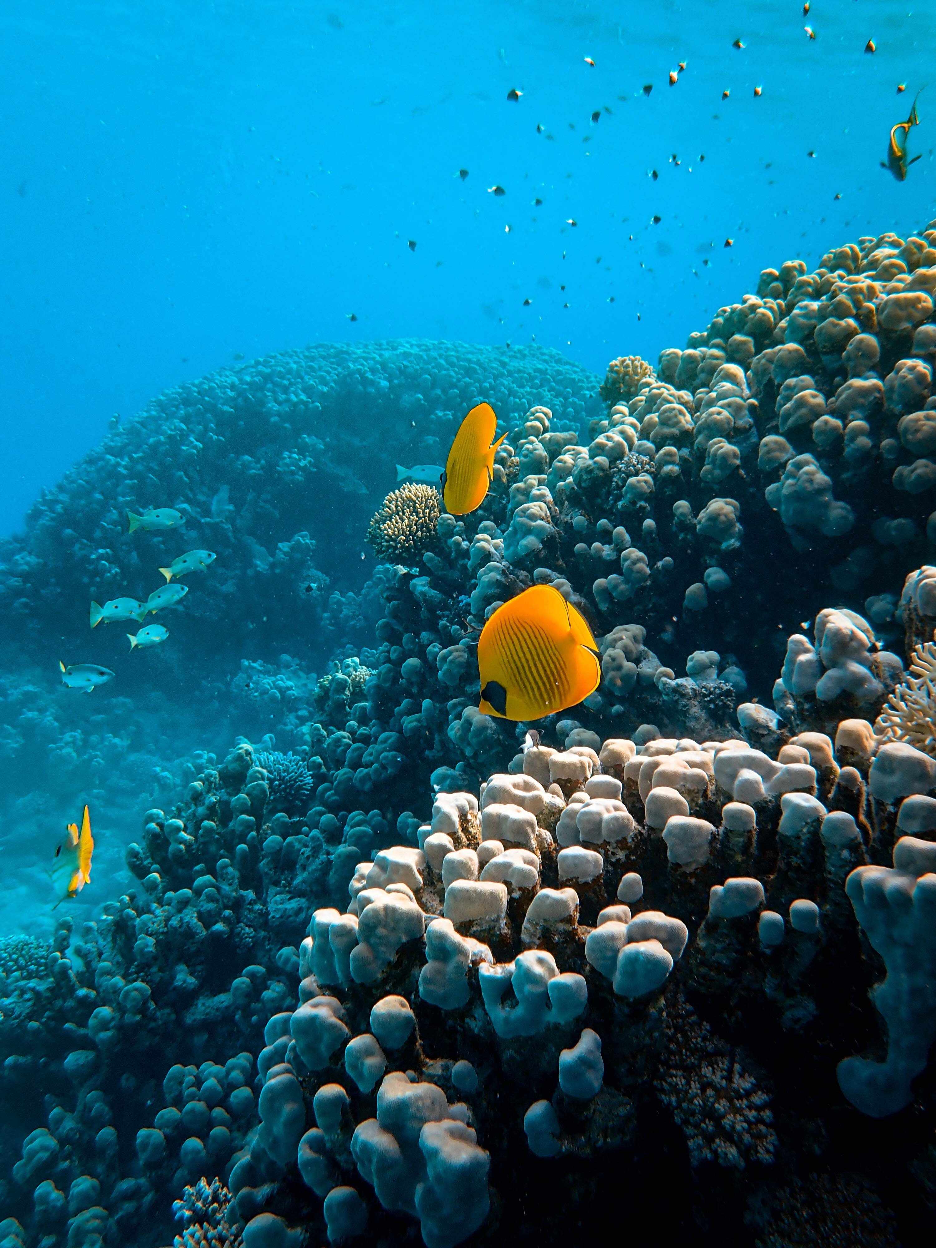 pescados|peces unsplash pescados|peces unsplash
