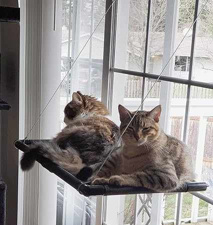 Hamaca finestra gats