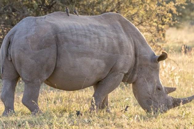 curiositats rinoceronts (1)