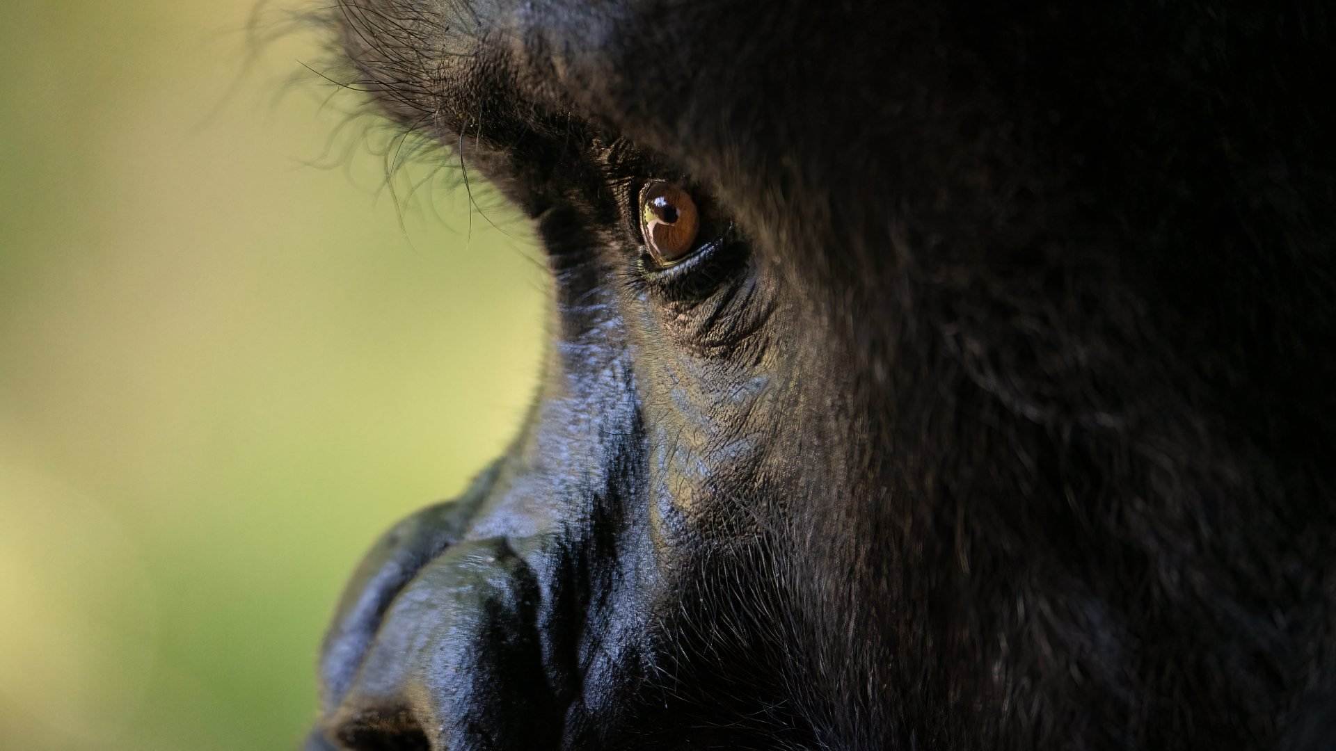 5 videos sobre gorilas que te robarán el corazón: parecen casi humanos