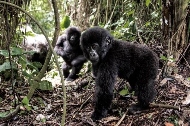 vídeos de goril·les 1 vídeos de goril·les 1