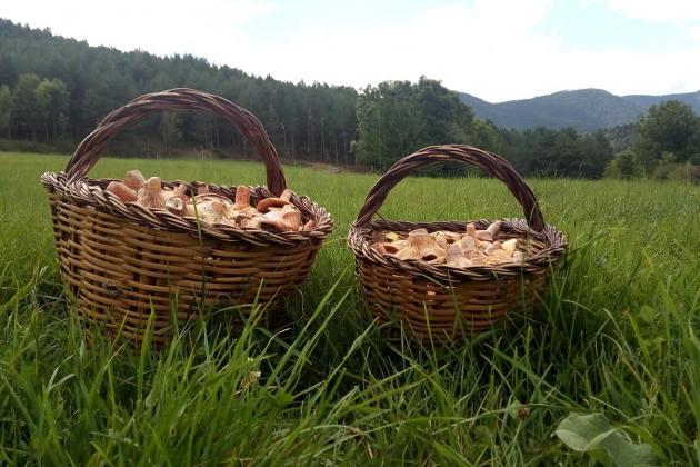 rovellons 2 rovellons 2