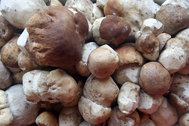 CEPS2