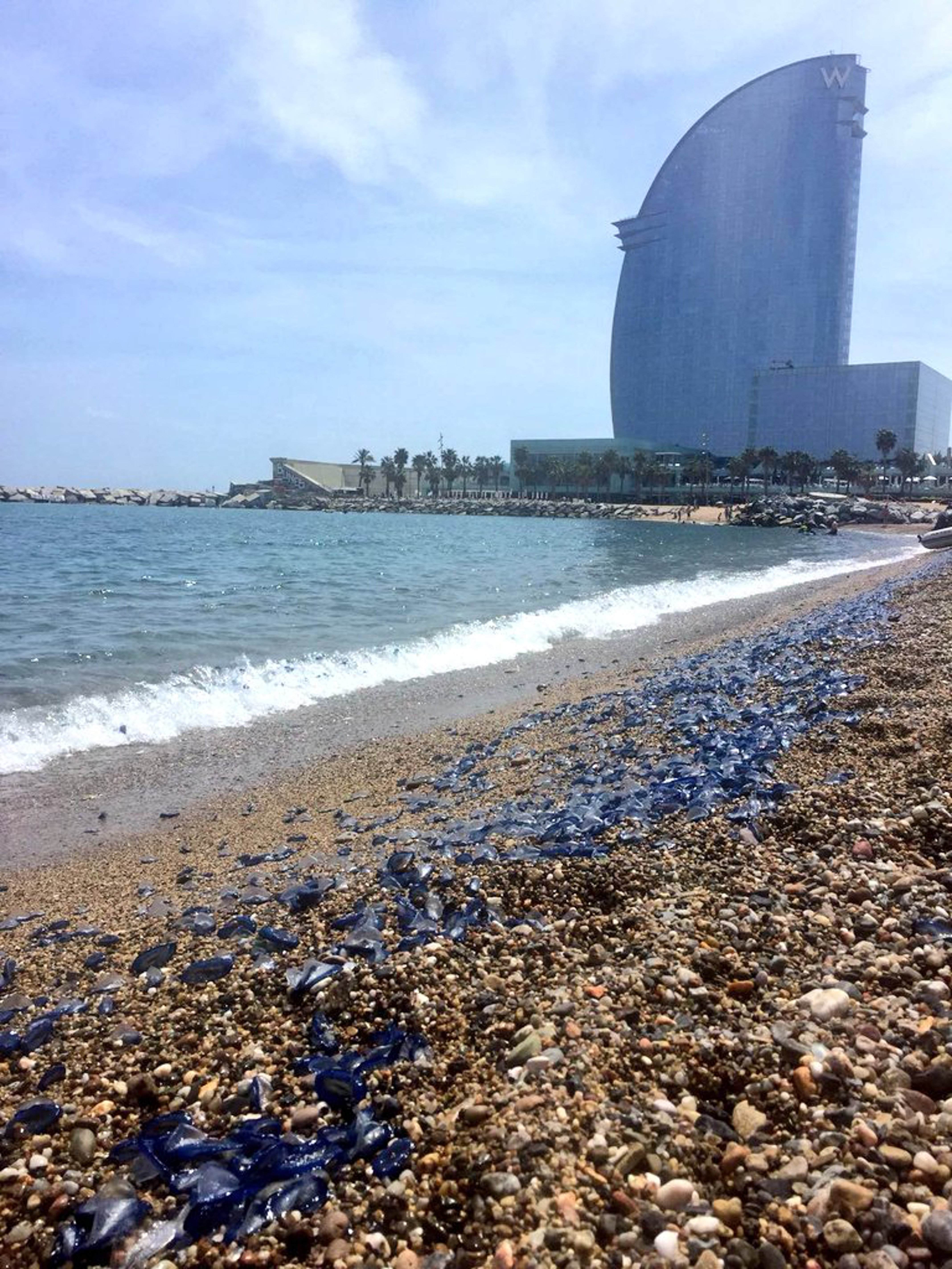 Invasión de medusas azules en la costa catalana