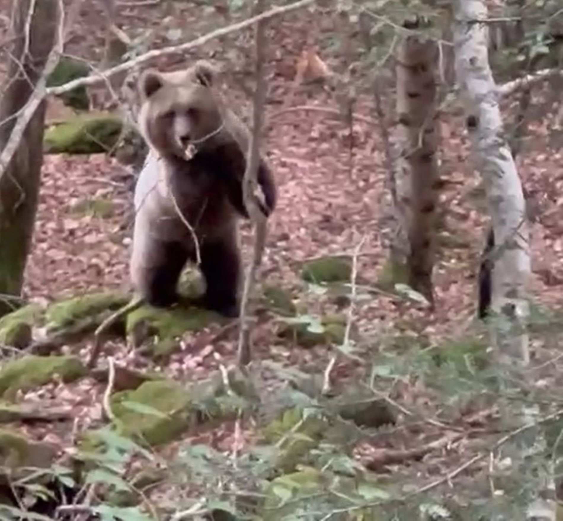 Graven un os a poca distància en un bosc de la Vall d'Aran: què fer si te'n trobes un