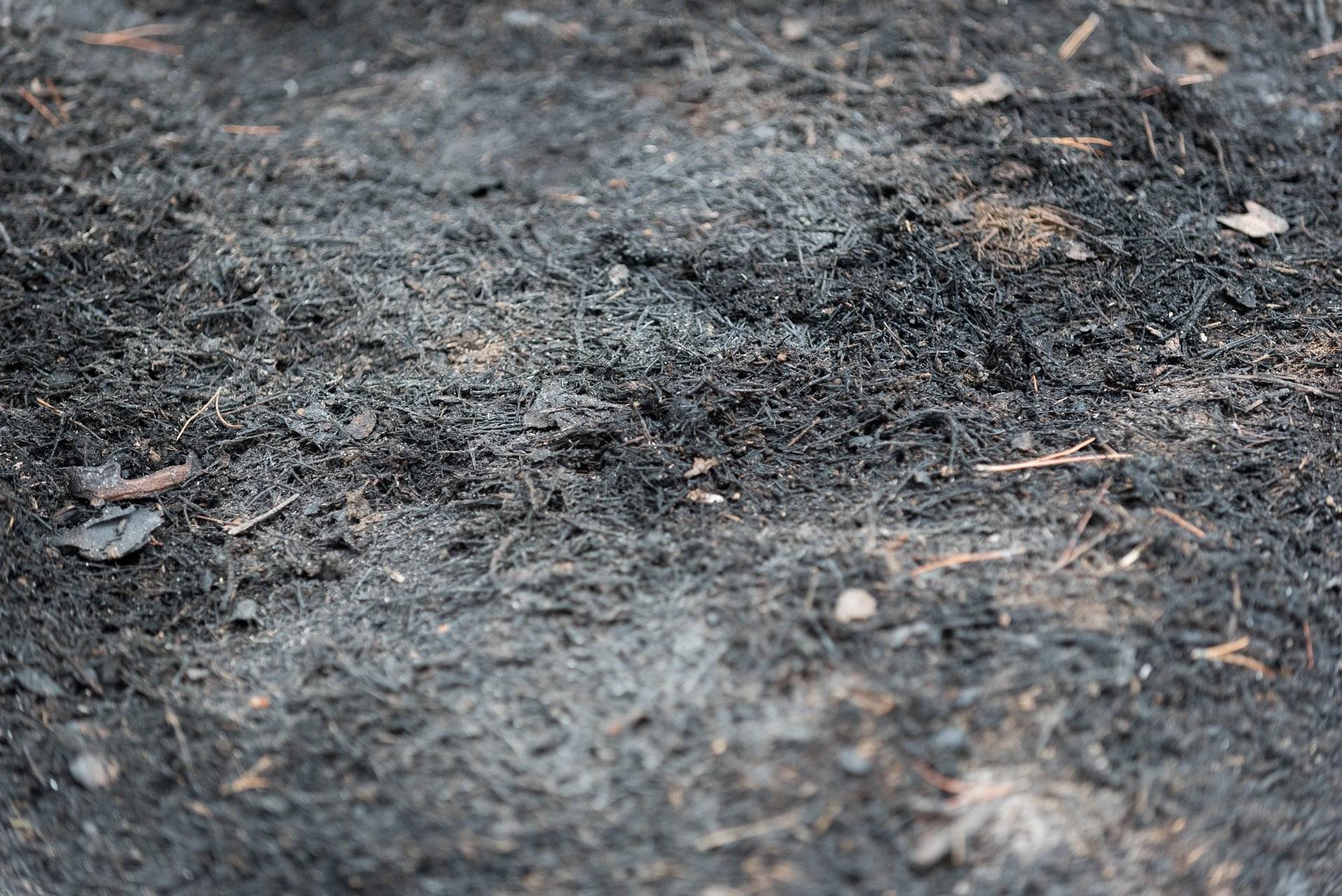 El verano acaba con cifras "muy positivas" con respecto a los incendios: un 78% menos hectáreas quemadas