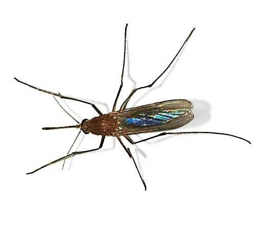 Culex pipiens, mosquito comu / Wikimedia Commons