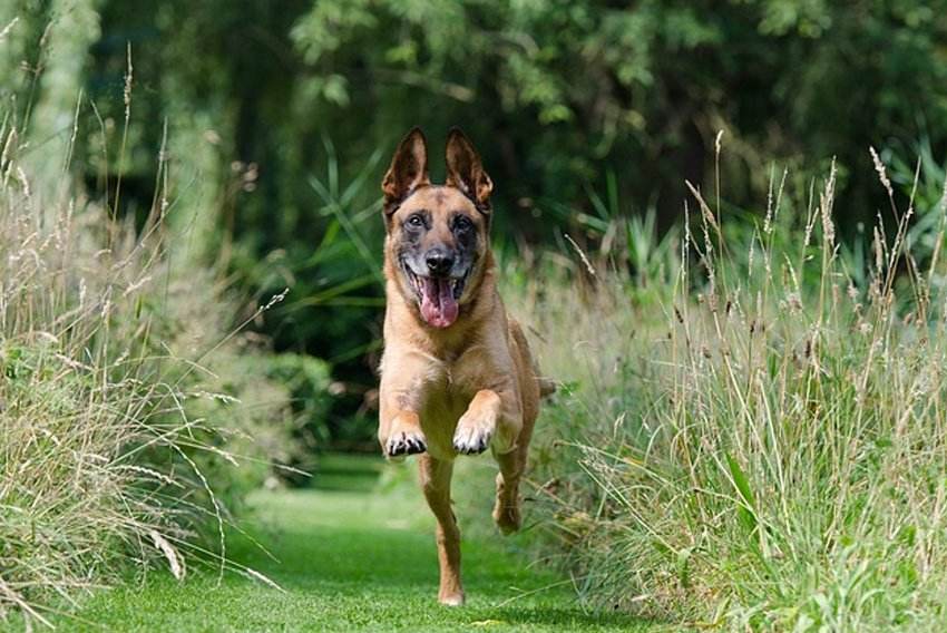 El 85% de los propietarios de perros escoge a su mascota como compañero para hacer ejercicio