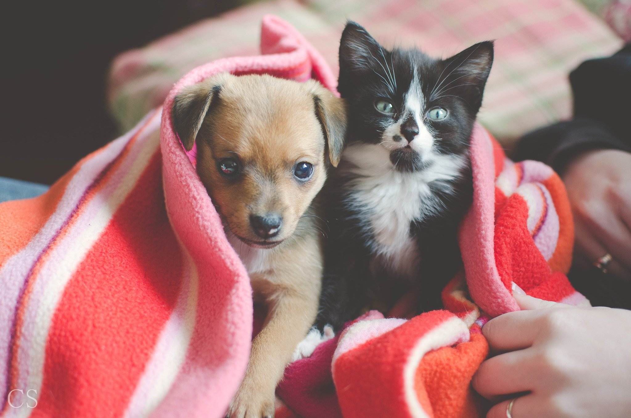 Spain's Animal Welfare Law comes into effect: what are pet owners' obligations?