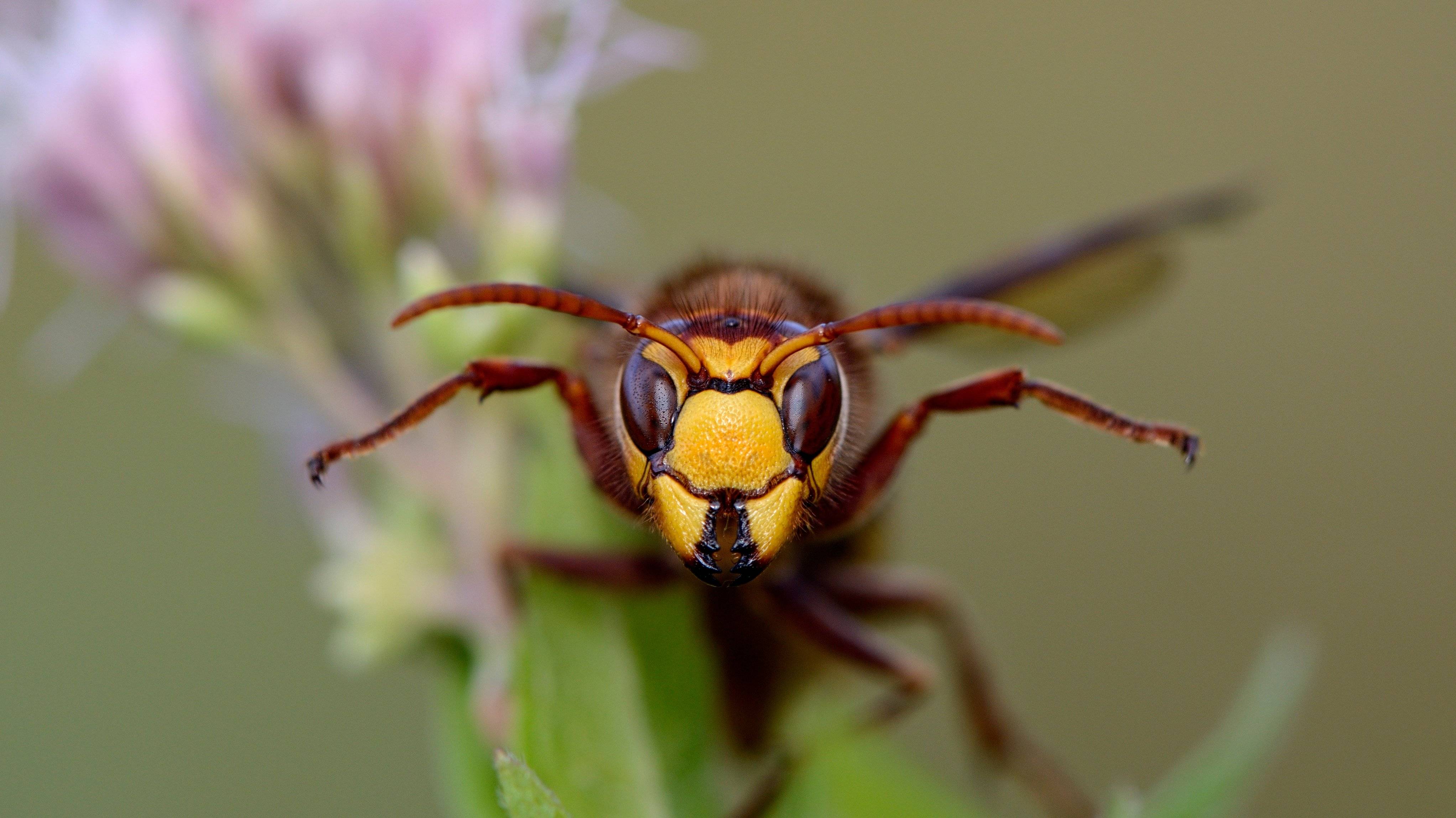 Plantas repelentes de insectos: aleja con eficacia mosquitos, cucarachas y cualquier otro bicho