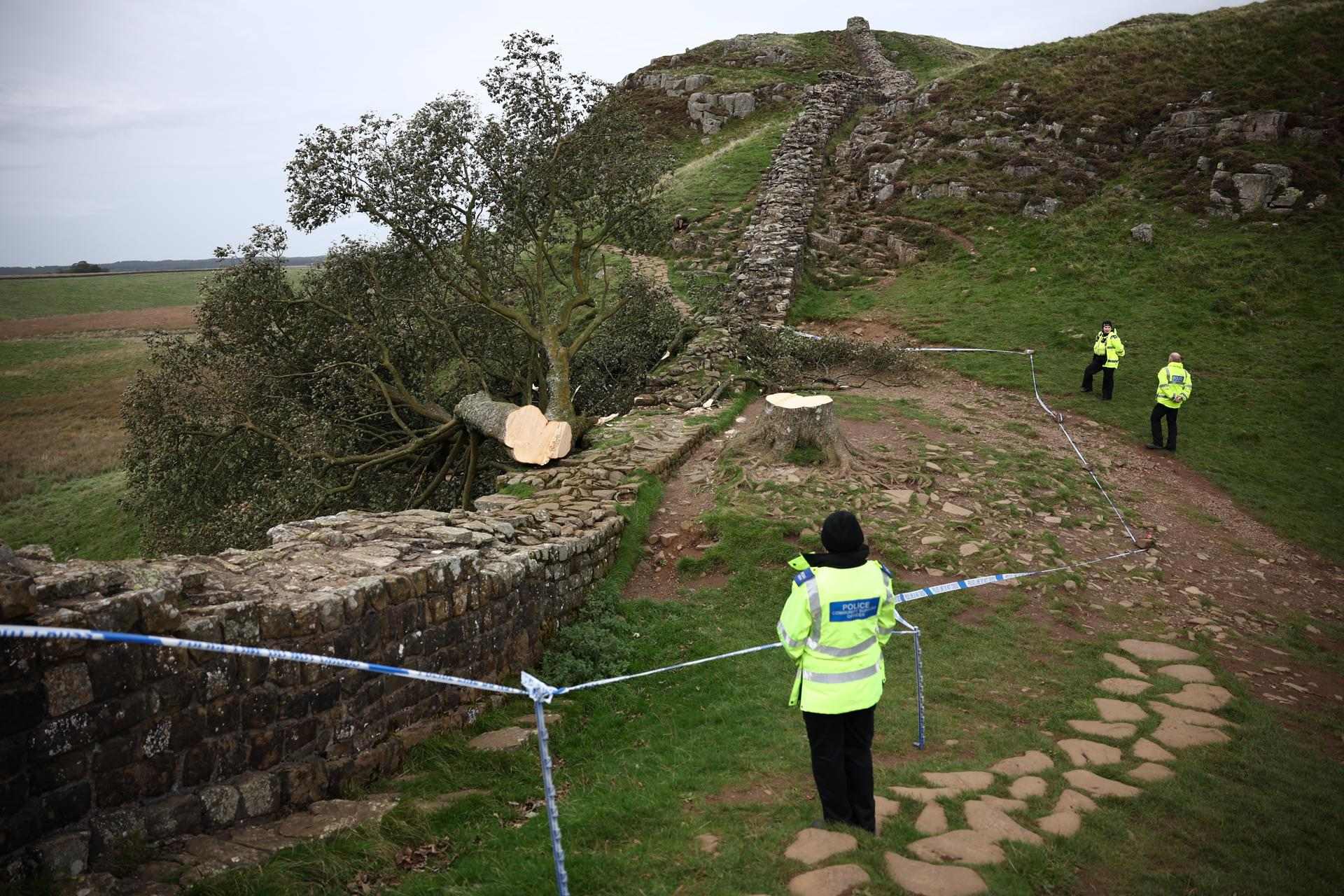 Indignació amb la tala vandàlica del famós "arbre de Robin Hood" a Anglaterra