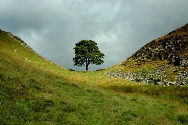 Sycamore Gap Tree, Árbol de Robin Hood en Inglaterra (Wikimedia Commons)