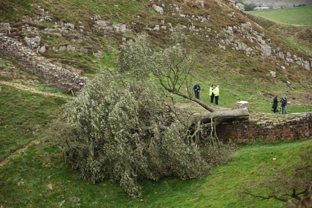Sycamore Gap Tree, Árbol Roben Hood en Inglaterra Sycamore Gap Tree, Árbol Roben Hood en Inglaterra