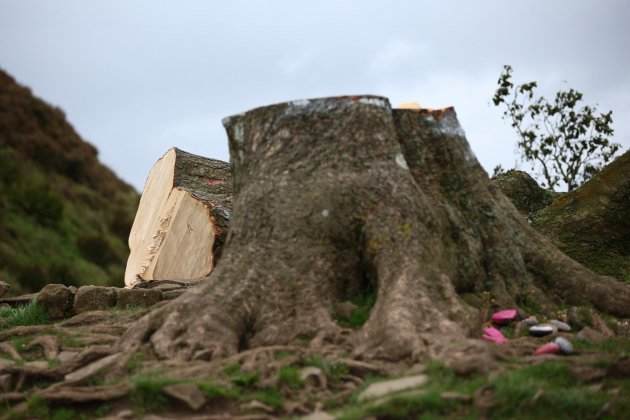 Sycamore Gap Tree, Arbre Robin Hood Anglaterra / efe