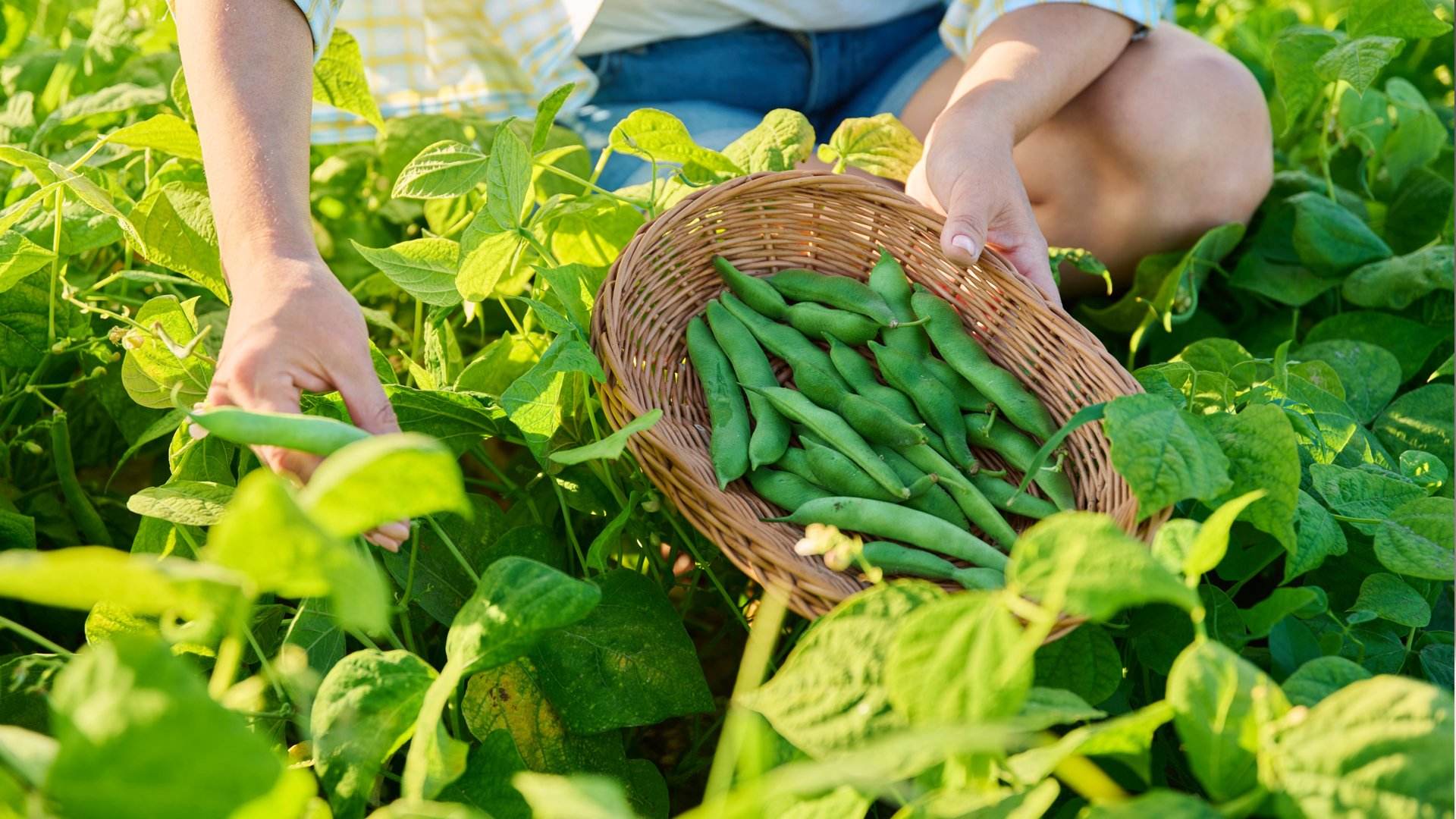 Com plantar mongetes a l'octubre i tenir una collita abundant i saludable