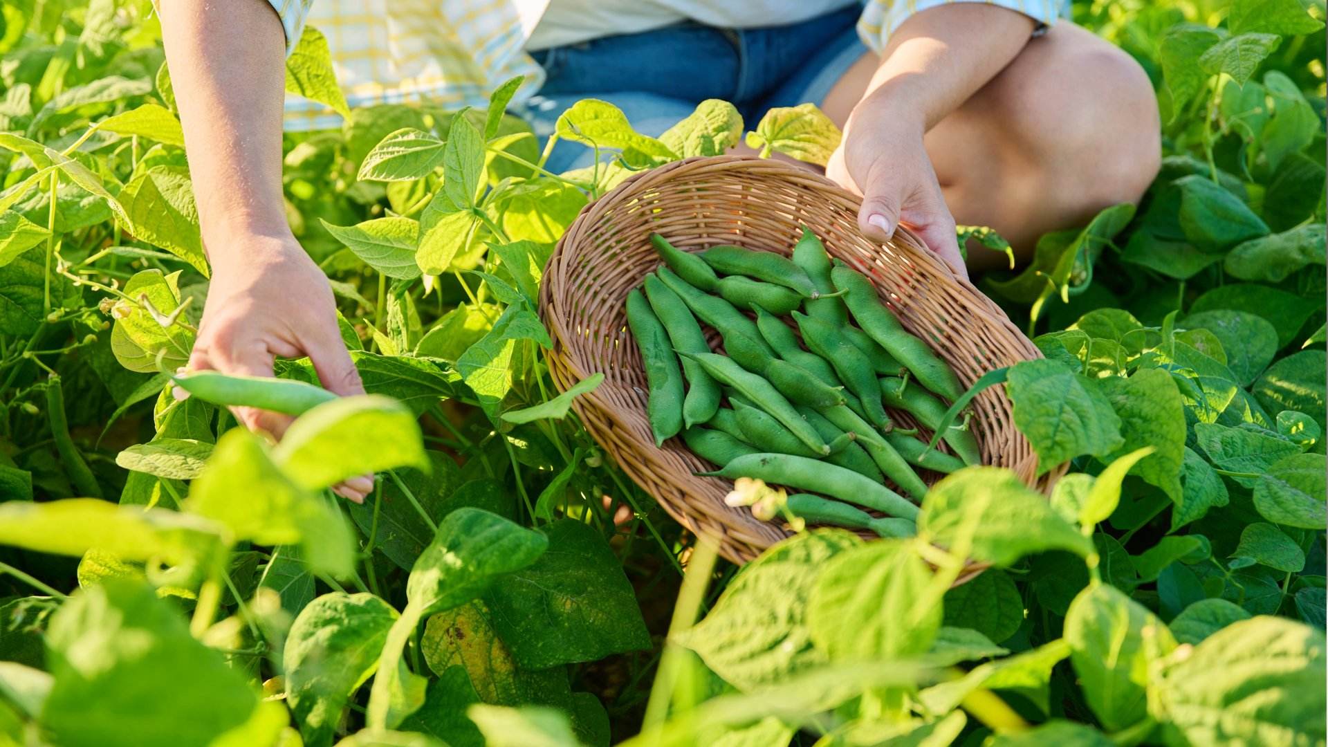 Cómo plantar judías en octubre y tener una cosecha abundante y saludable