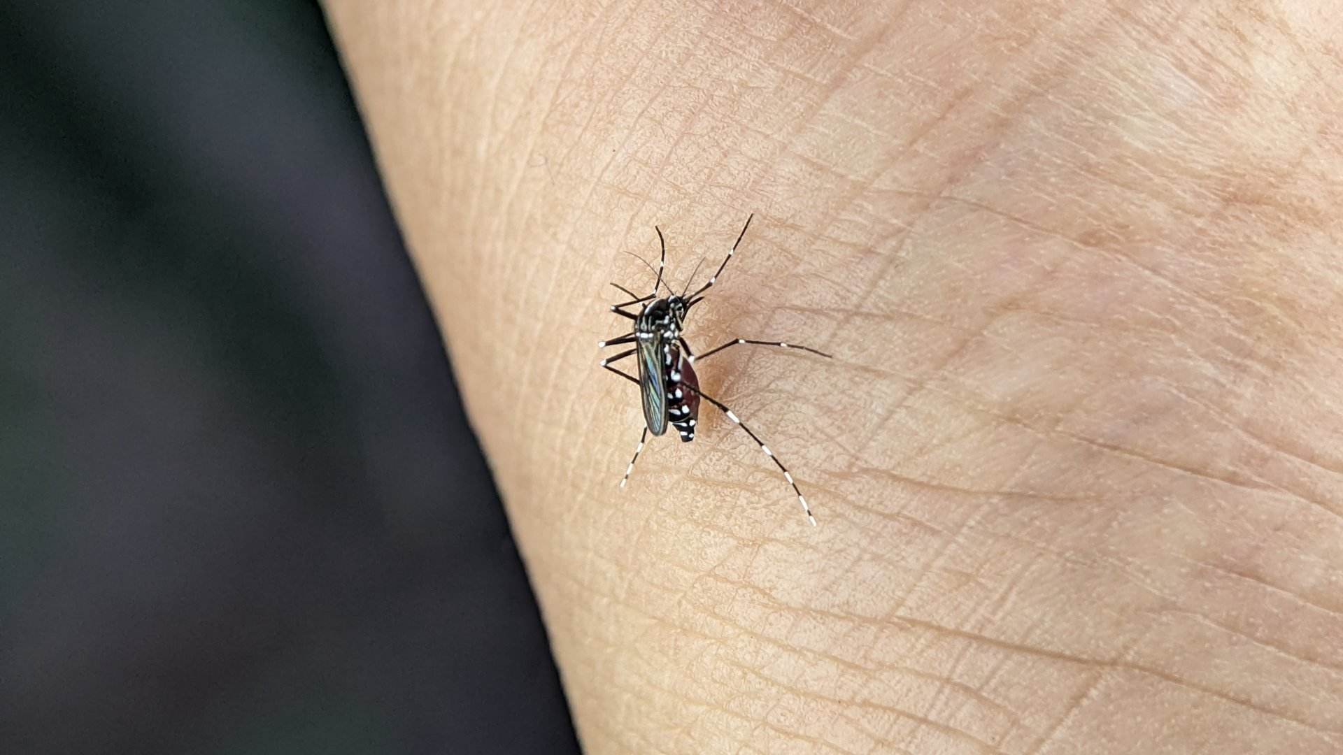 Per què encara no ens hem deslliurat dels mosquits encara que sigui tardor?