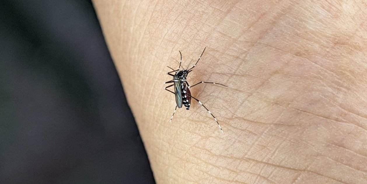 per què no ens hem deslliurat dels mosquits todavia per què no ens hem deslliurat dels mosquits todavia