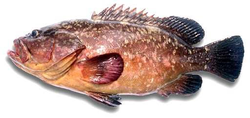 Mero / Museu de la Pesca Mero / Museu de la Pesca