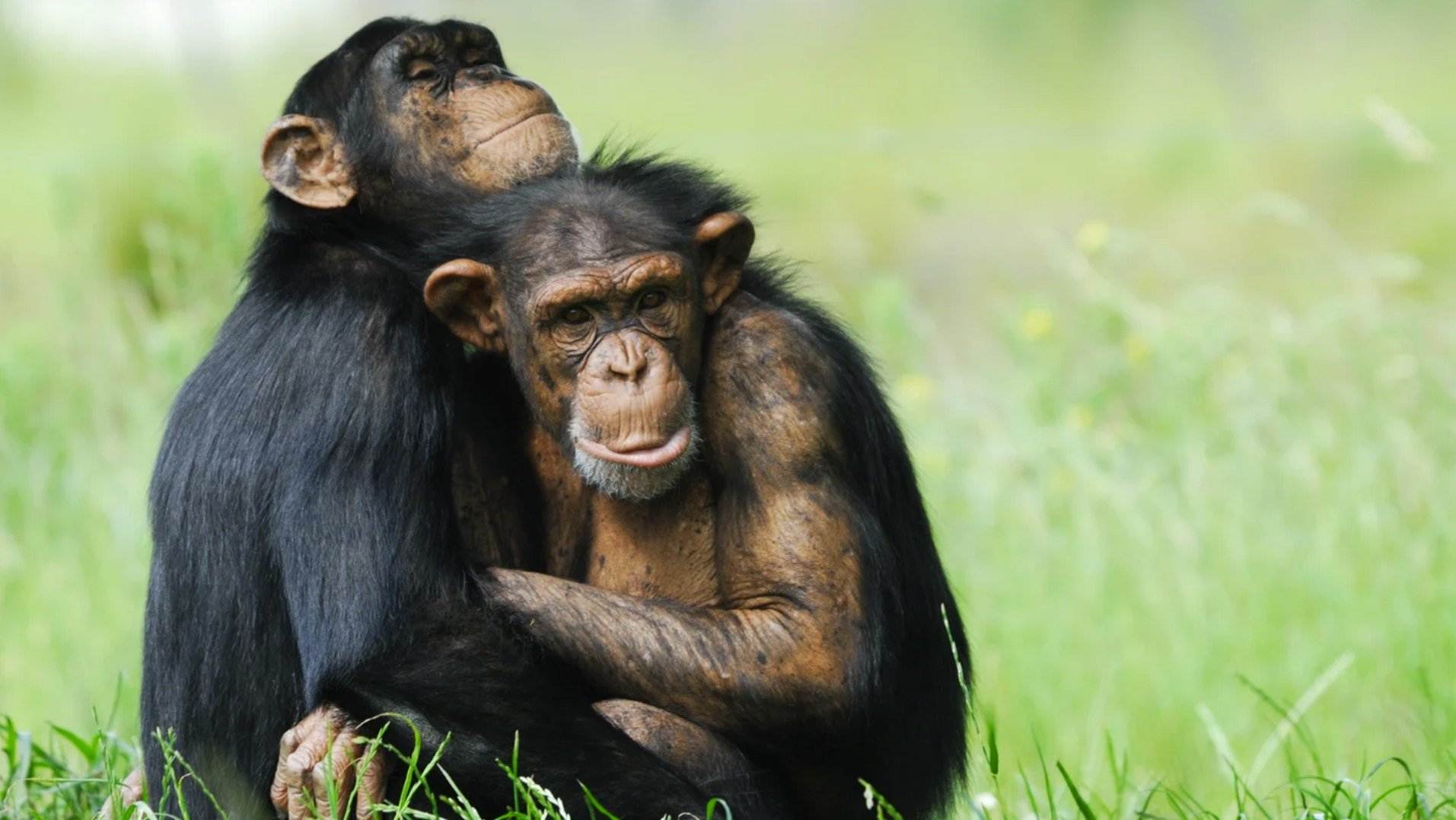 L'homosexualitat, habitual entre mamífers i positiva per a l'evolució
