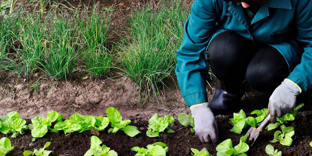 requisitos agricultura ecologica 1 e1516232637499 requisitos agricultura ecologica 1 e1516232637499