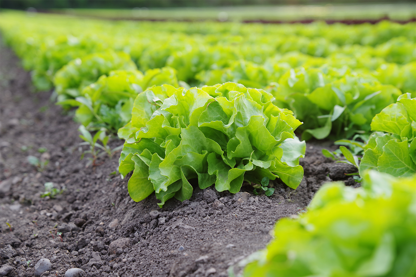 La agricultura ecológica ocupa un 11% de la superficie total de cultivo