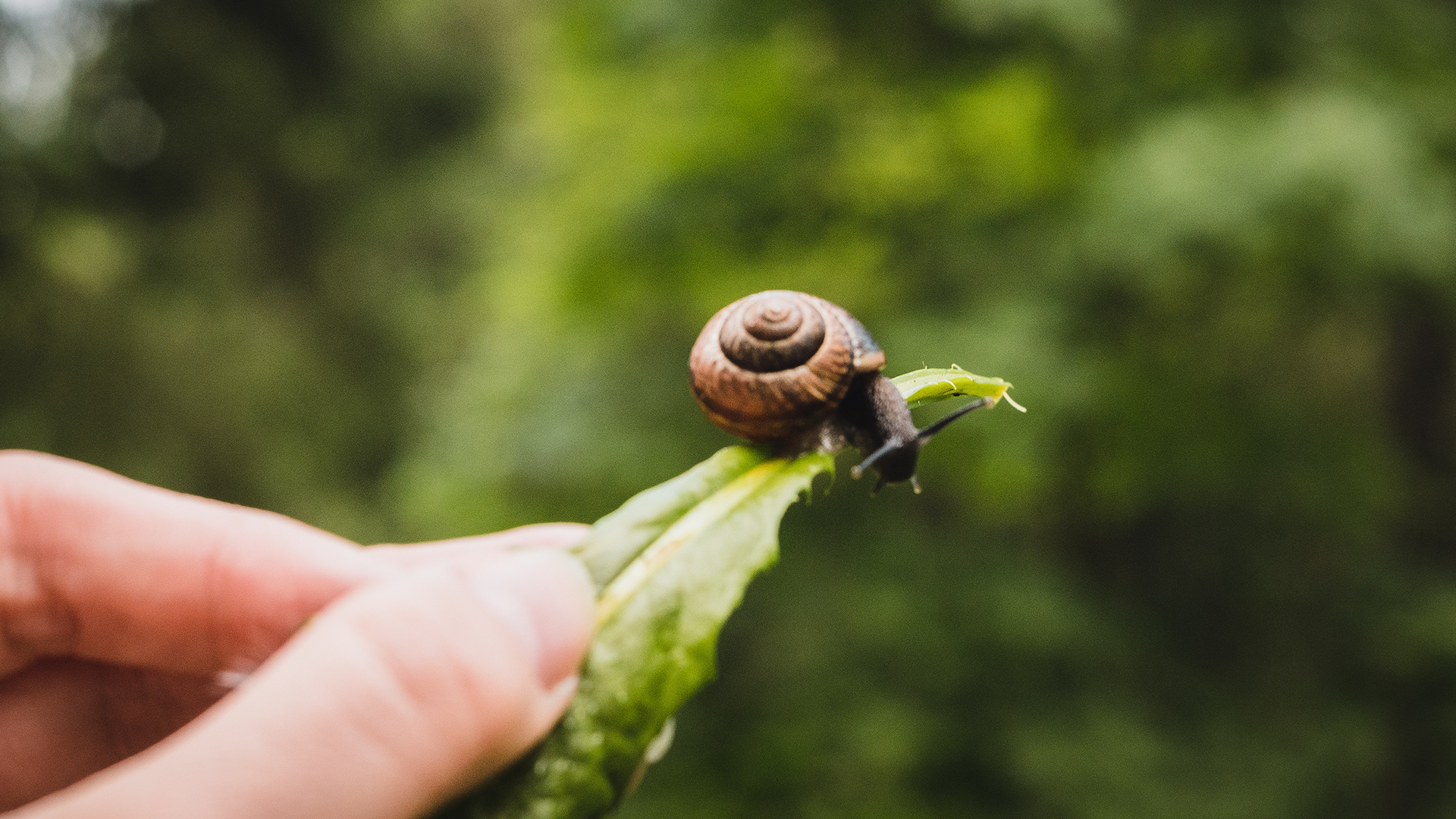 Estas plagas van a amenazar a tu huerto este otoño: mis métodos para eliminarlas