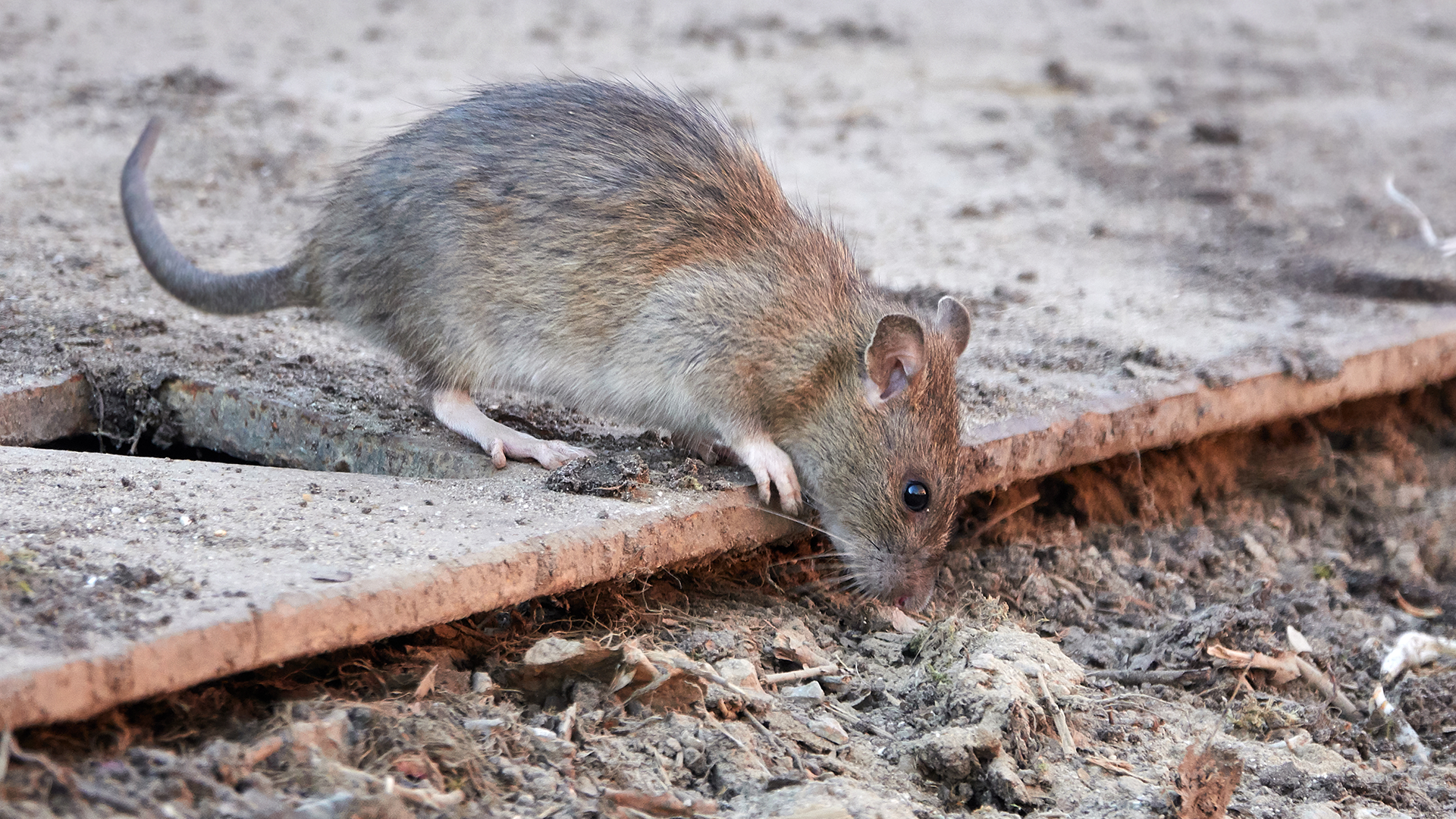 Plantas repelentes de ratas y ratones: crea una barrera contra las invasiones de otoño