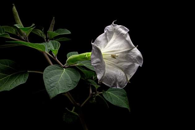 datura flower dope stramonium thorn apple jims 2023 08 09 21 12 48 utc datura flower dope stramonium thorn apple jims 2023 08 09 21 12 48 utc