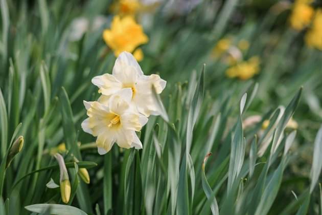 Narcisos. Imagen: Elmizaismajilova. Narcisos. Imagen: Elmizaismajilova.