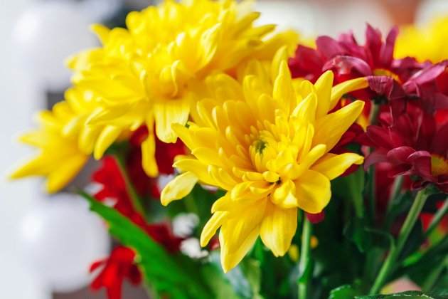 close up of chrysanthemums 2021 12 20 17 48 50 utc close up of chrysanthemums 2021 12 20 17 48 50 utc
